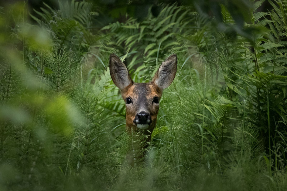 06 deer-in-hiding