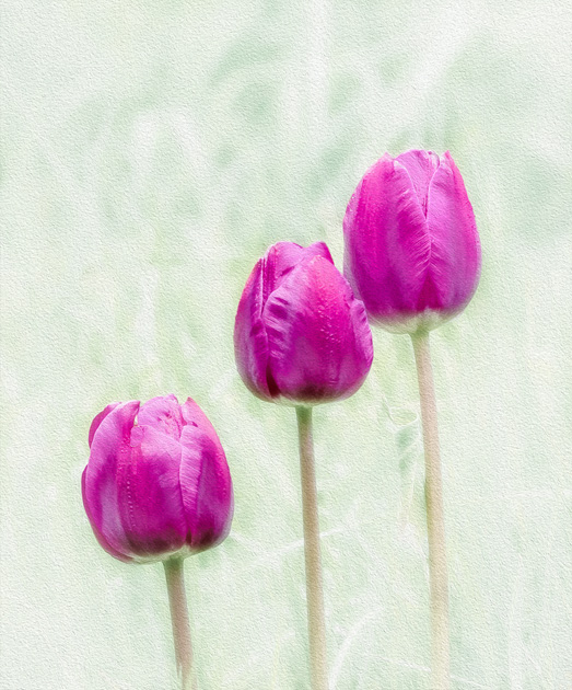Jan Jerome – Three Tulips