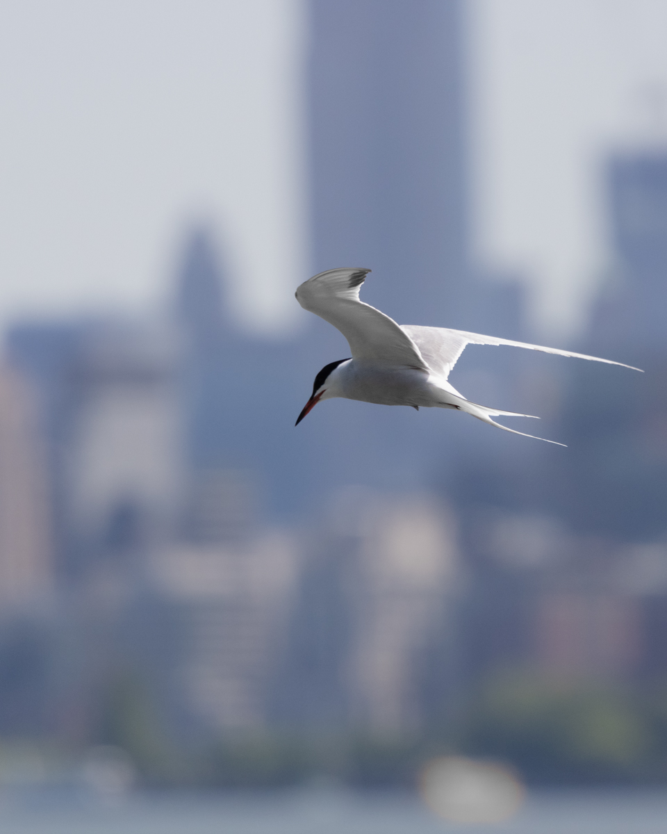 Common tern, NYC