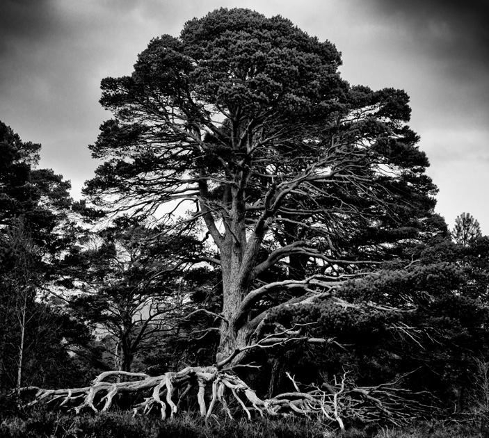 Scots Pine, Morlich