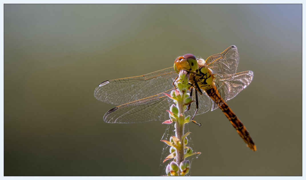 The Common Darter at rest