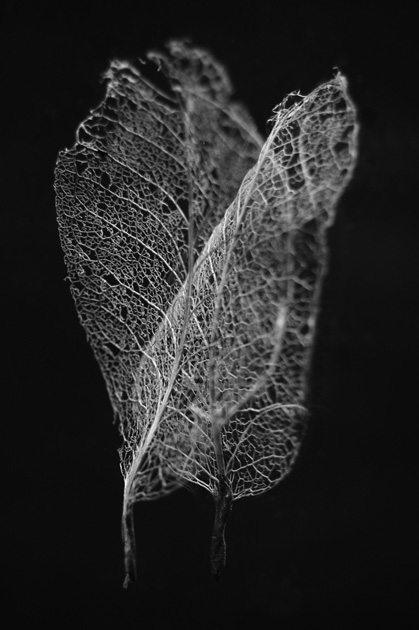 Fiona Young_Lace Leaf_1