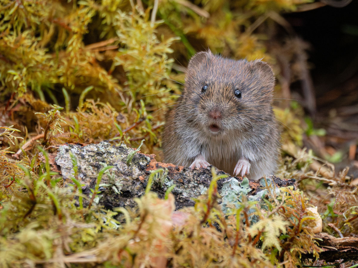 Lesley Baxter_Bank vole