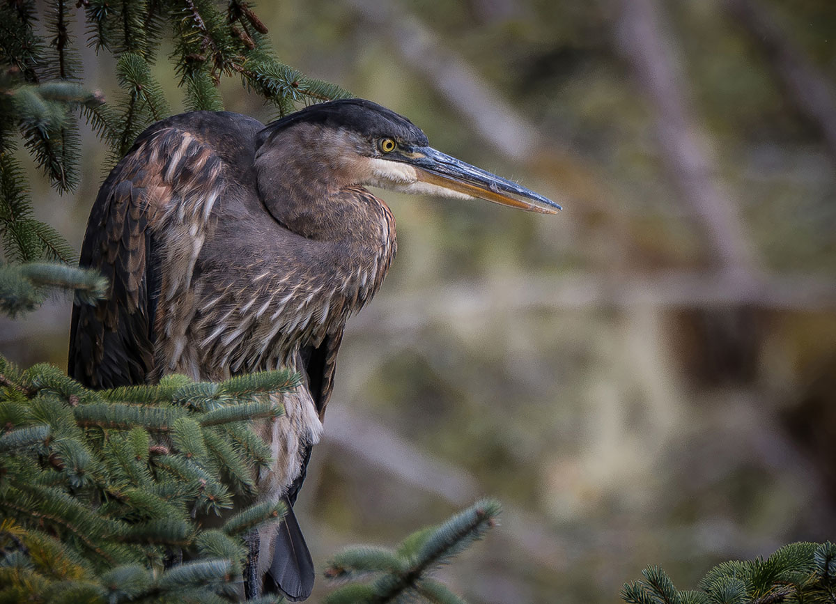 Lesley Baxter_Blue Heron