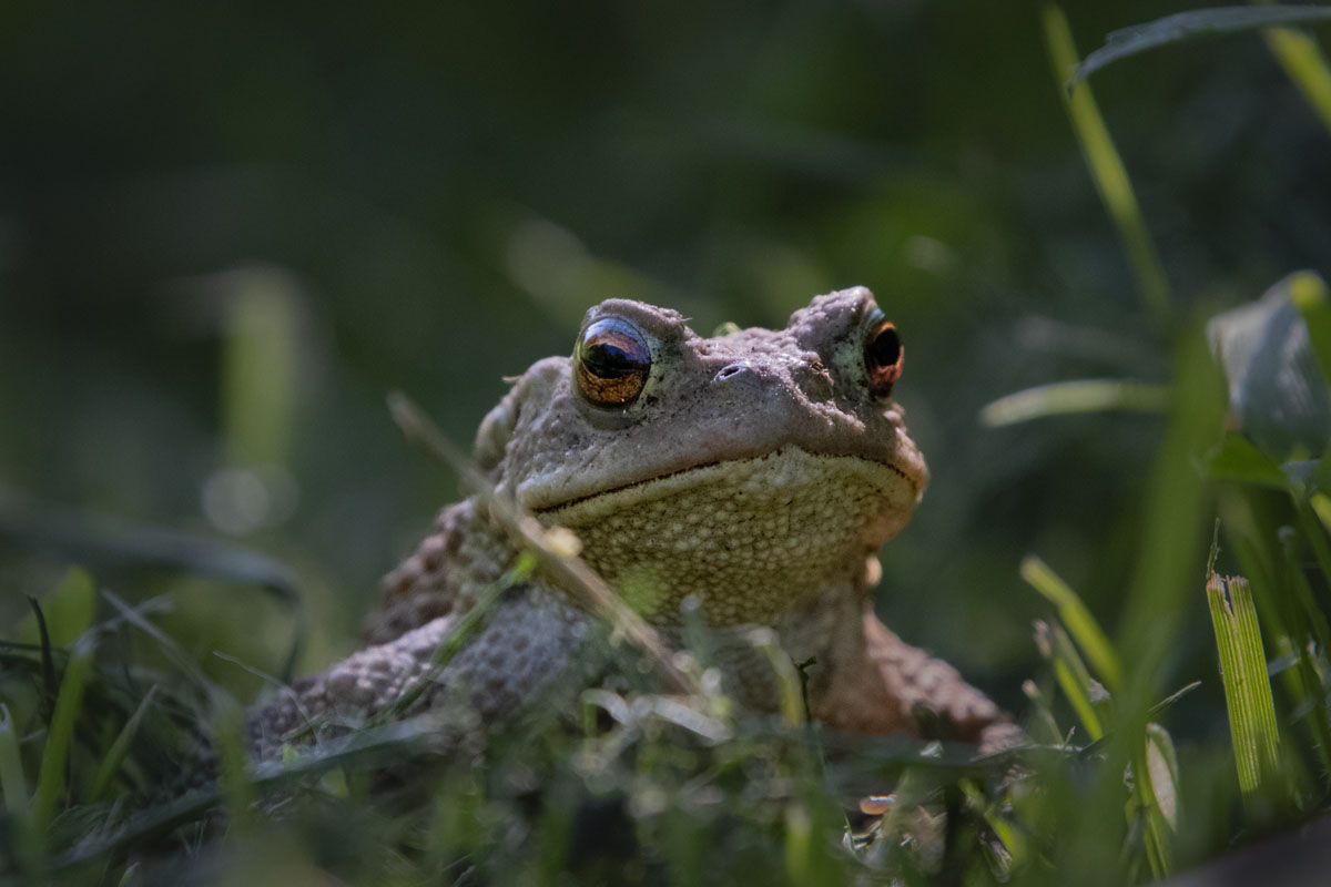 Stuart Blair_Common toad