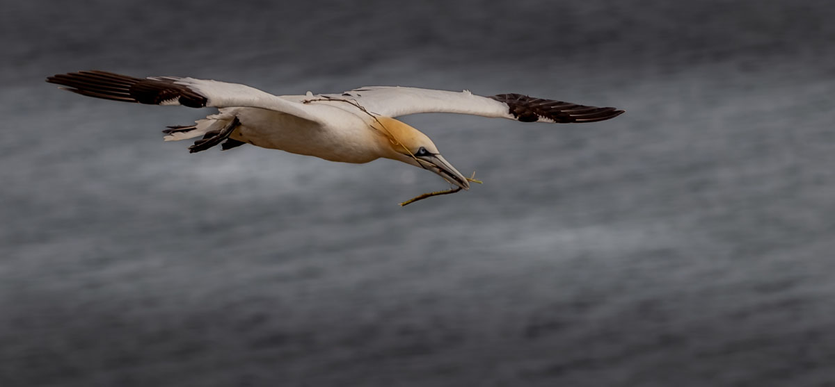 David Mackay_Gannet in Flight_1