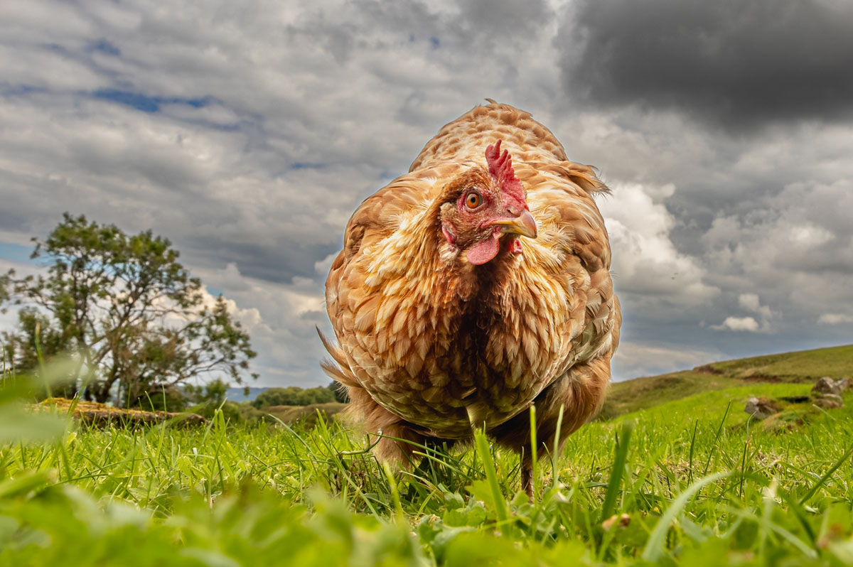 David Mackay_Scary chicken_1