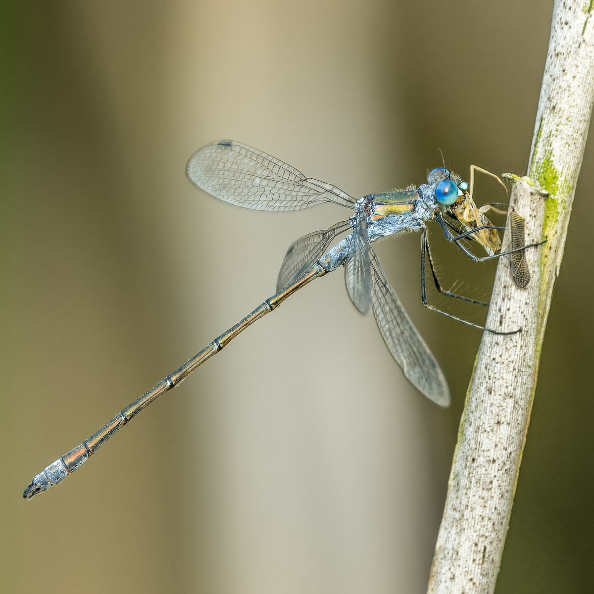 Jan Jerome_Emerald Damselfly with Lunch_1