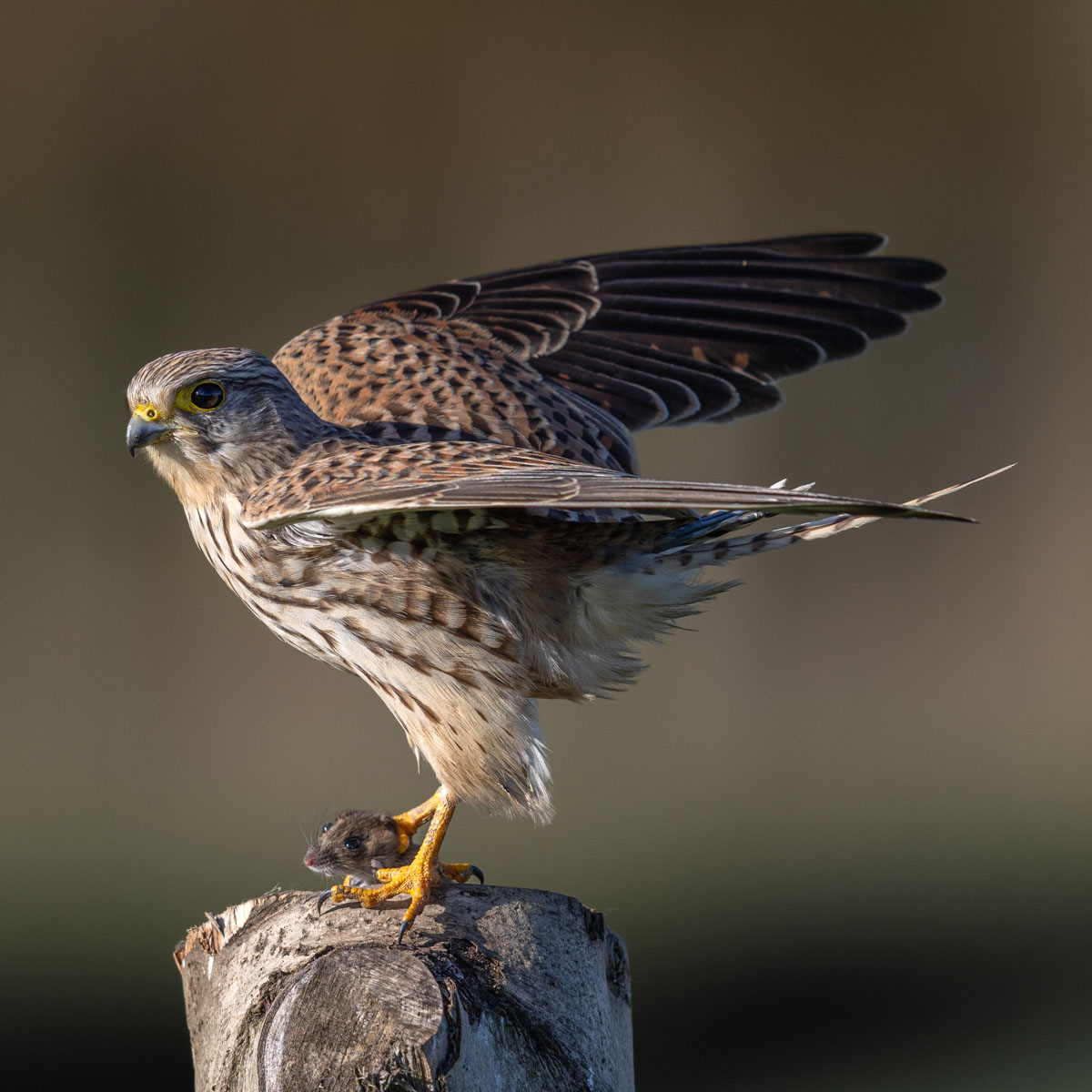 Janet Hoggan_Kestrel With Mouse_1