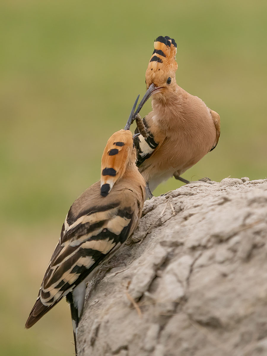 Lesley Baxter_Hoopoe feeding time_1