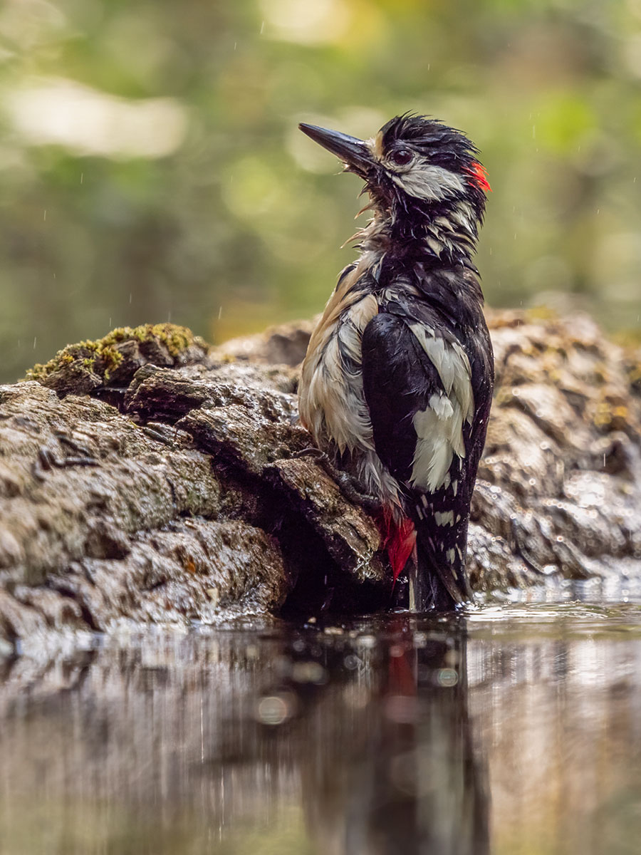 Lesley Baxter_Lesser spotted woodpecker morning bath_1