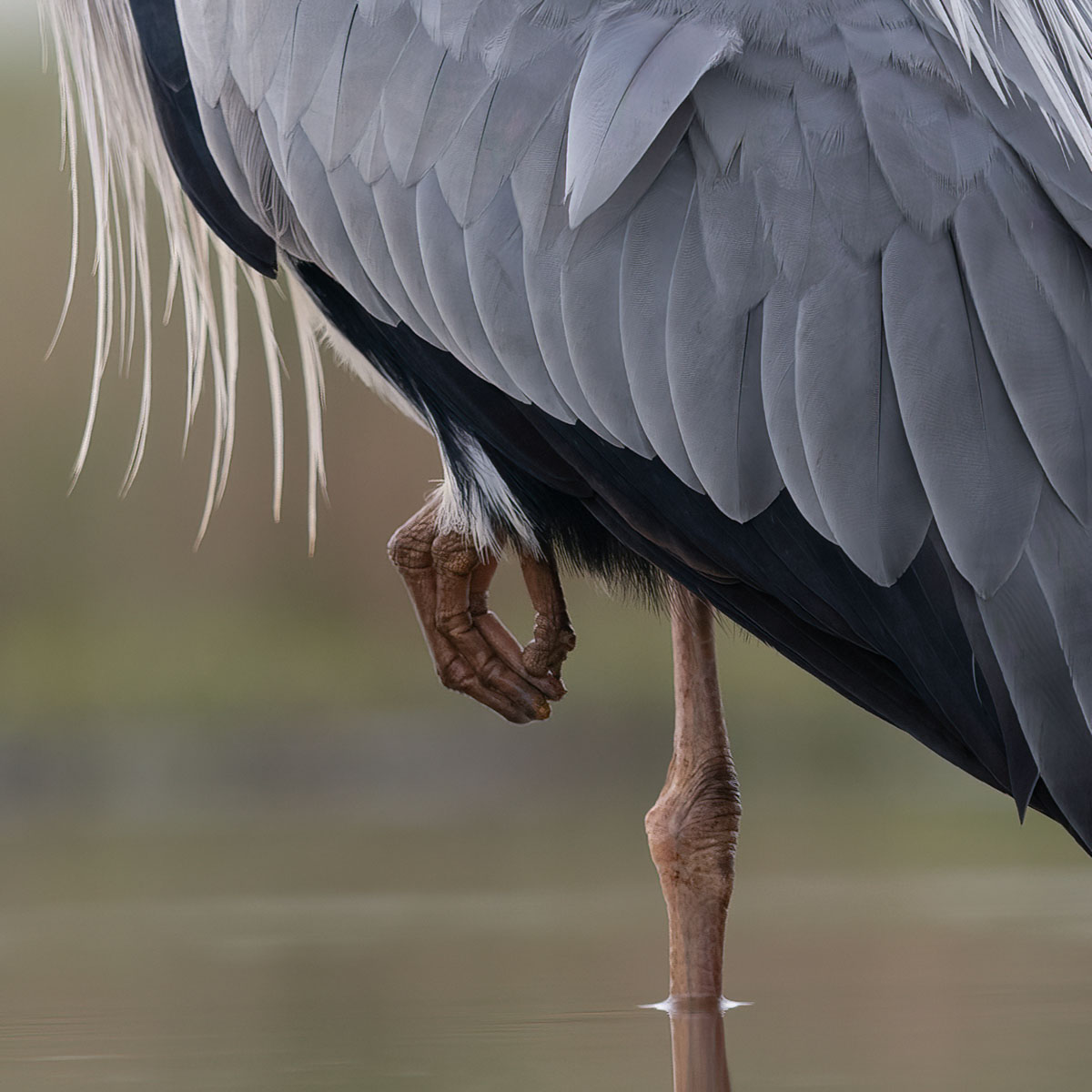 Lesley Baxter_Resting heron_1