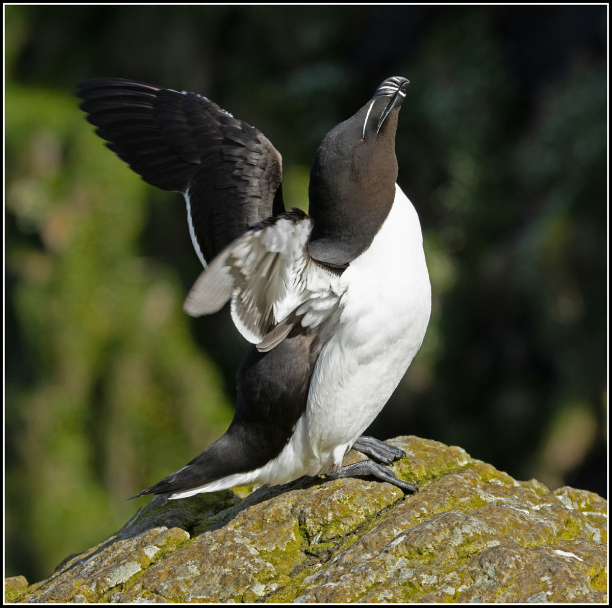 Pat Boreham_Razorbill_1