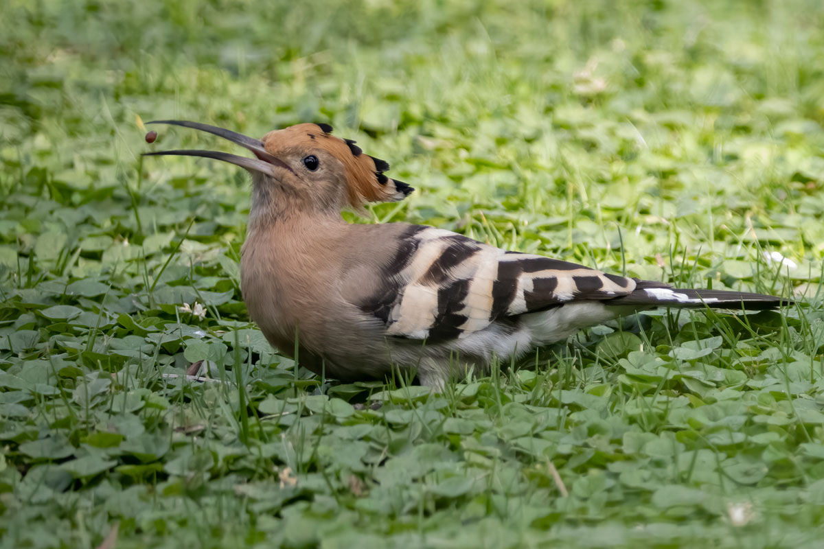 Stuart Blair_Hoopoe at lunch_1