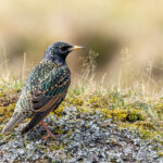 David Mackay_Multi coloured Starling