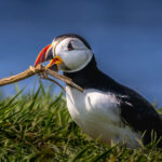 David Mackay_Nest Building Puffin