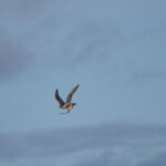 Jan Jerome_Sparrowhawk and Catch