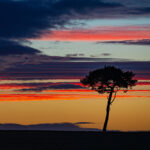John Blair_Pinus Sylvestris