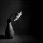 Neil Scott_Daisy in Vase