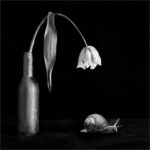 Neil Scott_The Illuminated Gastropod