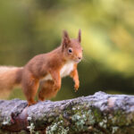 Simon Wootton_Nut Race