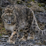 Snow Leopard_Kat McElroy