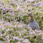 Stuart Blair_Amongst the heather
