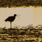 Stuart Blair_Curlew calling