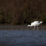 Stuart Blair_Pied avocet