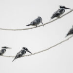 Stuart Blair_Pied kingfishers