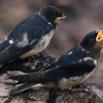 Swallow and Fly_Kat McElroy